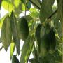 Morocco avocado fruit harvest sale