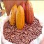 F&egrave;ve de cacao