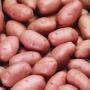 Pommes de terre et Oniong pour S&eacute;n&eacute;gal 