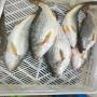 POISSONS FRAIS ET CONGELES 