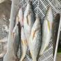 POISSONS FRAIS ET CONGELES 