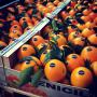 Exportation de Fruits et L&eacute;gumes de l'Espagne