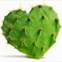 prickly pear seed oil,  arganoil,  black seed oil..
