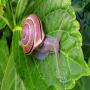 Escargots 
