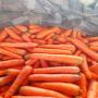 Carrottes 