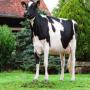 Exportateur Livestock Bovin Europe France