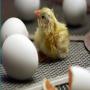 poussins d'un jour et d'oeufs de poulet