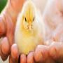 consulting,  training- poultry,  breeding & hatcher