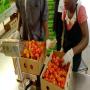 PIMENT HABANERO / ANTILLAIS