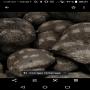 Truffe tuber (aestivum) et (melanosporum) 