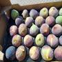 Fruits-Bio Grenades-Avocats 