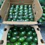 Avocado origine Espagne