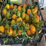 Vente de Cl&eacute;mentines, Citrons, Kakis