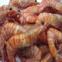 crevettes royale, oursins frais, poulpes poissons