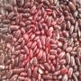 HARICOTS DE REIN ROUGE FONCE