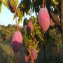 FRUITS TROPICAUX  BIOLOGIQUES CERTIFES  