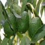 Vente de Fruit Avocat vari&eacute;t&eacute; Hase 