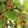 Ferme de 10 hectare &agrave; Vendre Maroc 