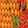 Ventes Des Fruits et L&eacute;gumes Maroc 