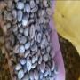 caf&eacute; robusta de madagascar 