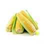 yellow corn for sale | white corn/maize for sale