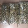 graines de moringa