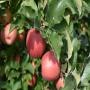 Pommes (FUJI, GALA, GOLDEN, RED CHIEF, BRAEBURN)
