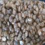 Producteur esgargots Helix Aspersa Muller Pologne