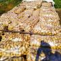 Pommes de Terre Turquie