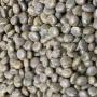 vente semences d’acacia