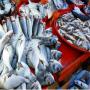 VENTE DE POISSONS EN GROS 