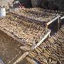 Concombre de mer du Cameroun