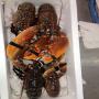 lobster crab origine morocco