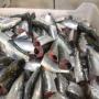 VENTE DE POISSONS EN GROS (Sardine HGT, Maq....)