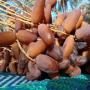 <b>dates</b> from <b>algeria</b>