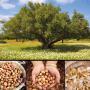 cosmétique naturel argan hv he herbes miels
