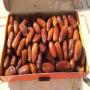 Dattes deglet nour d&eacute;noiyaute(pitted dates)