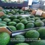 Vente 4000 tonnes Avocat Has bonne qualit&eacute; 
