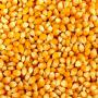 Yellow/White Corn (African Origin)