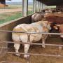 Bovine pour Exportacio 