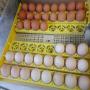 Oeufs f&eacute;cond&eacute;s 