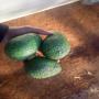 AVOCATS- ANANAS-POMMES DE TERRE- OIGNONS