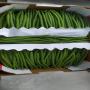 HARICOTS