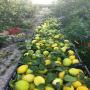 CITRON ESPAGNOL