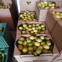 CITRON ESPAGNOL BIO CEERTIFIE