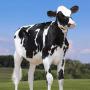 Fournisseur Exportateur de bovins vivants France