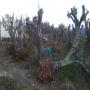 BOIS D'OLIViERS