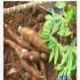Vente et livraison de manioc