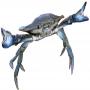 Leader Crabe bleu Am&eacute;ricain 