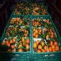 oranges 